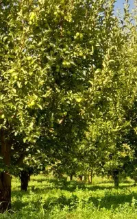 فروش سیب درجه 1 کوهستان