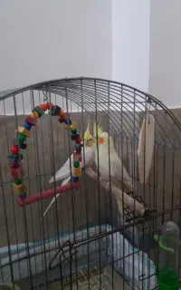 عروس هلندی