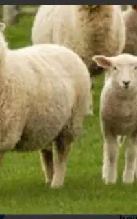 ذبح گوسفند