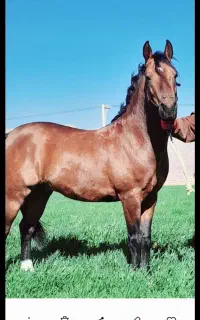 فروش یامعاضه اسب نریان۴ساله