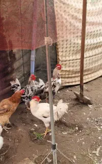 خروس گلین ۶ ماهه