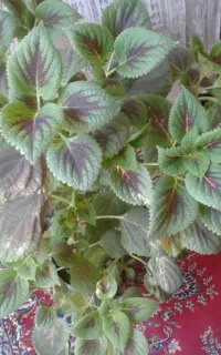 گل پیوس وتعدادی گل طبیعی