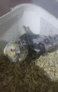 جوجه عروس هلندی