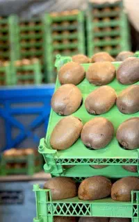 انواع سبد کیوی