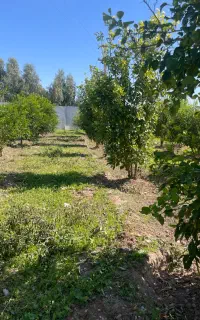 کارهای باعبانی هرس درختان علف زنی بادستگاه و
