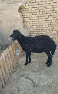 قوچ‌قره‌قزل‌جوان