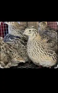 بلدرچین نروماده