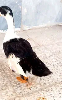 فروش اردک و غاز