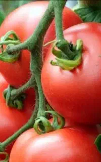 گوجه ارگانیک