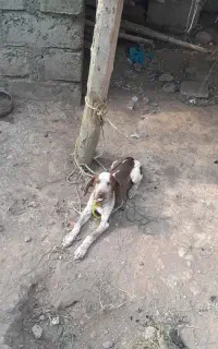 توله سیتر شکاری