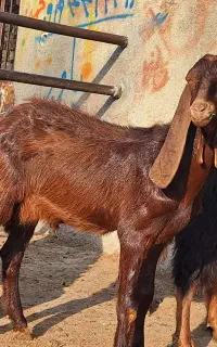بزغاله پاکستانی