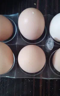 تخم مرغ طبیعی