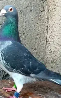 گمشده