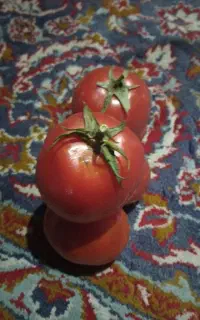 فروش گوجه ربی