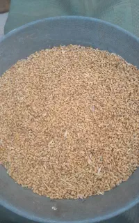 گندم بذری ریژاو