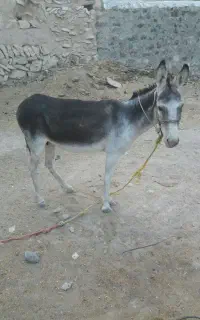 الاغ ماده