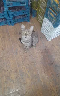 گربه اهلی