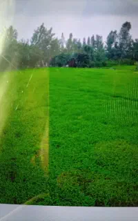 نشا شالی سنتی