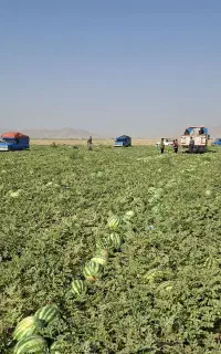 هندوانه وخربزه