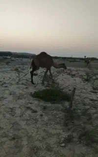 مجی پاکستانی