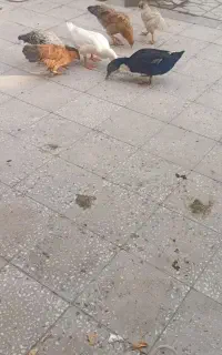 اردک فروشی