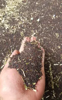 دانه کلزا جهت روغن کشی
