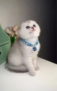 بچه گربه اسکاتیش فولد عروسکی سیلور چینچیلا