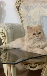گربه