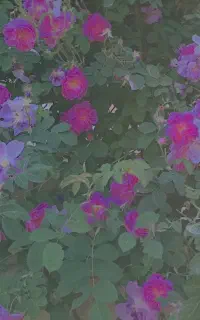 خانم و آقا برای کار باغ و خونه