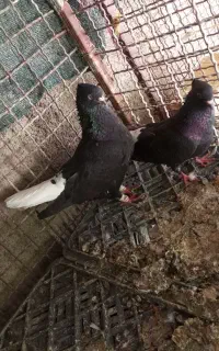 کفتر تعداد