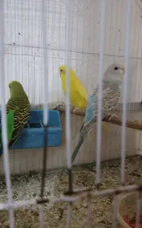 مرغ عشق  ماده