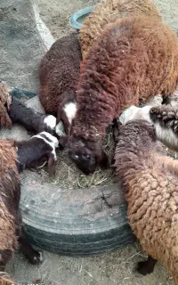 بره نرافشاری