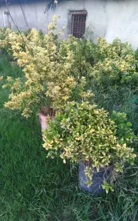 شمشاد طلایی 8 ساله