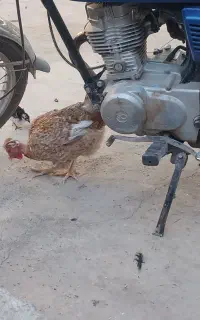 مرغ و خروس محلی