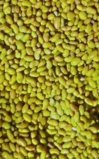 بذر یونجه محلی نژاددار،اصیل بمی و نیکشهری