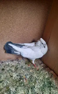 کفتر