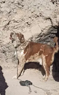سگ نگهبان وگله