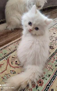 گربه نژاد ردپوینت