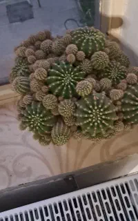 معاوضه گلها ویافروش