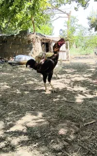 خروس لاری