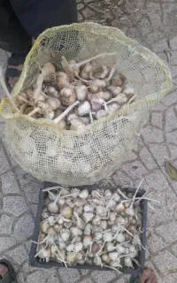 قابل توجه مرغداران عزیز کسی سیر برا مرغداری