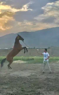 مادیان آخال تکه