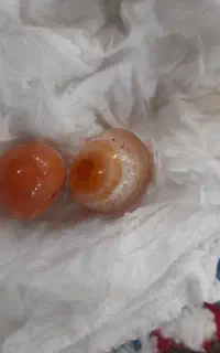 مهره سلیمانی