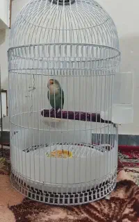 مجسمه طوطی کوتوله نر باقفس
