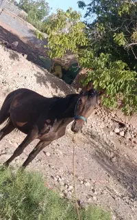 اسب نریون ۲ساله