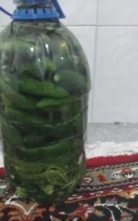 خیار شور تازه