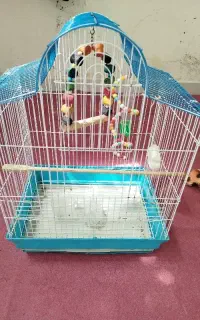قفس پرنده
