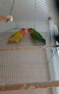 طوطی کوتوله برزیلی