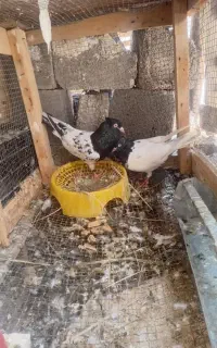 پرنده