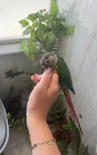 طوطی گرین جکت